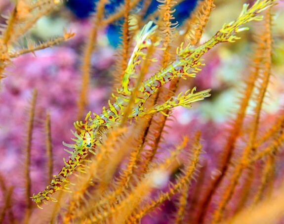 Ornate Ghost Pipefish hiding amongst coral